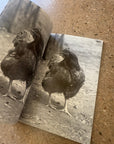 100 photographs which are not photographs of horses by Claude Closky