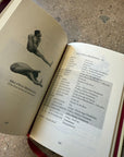 Astanga Yoga by Lino Miele