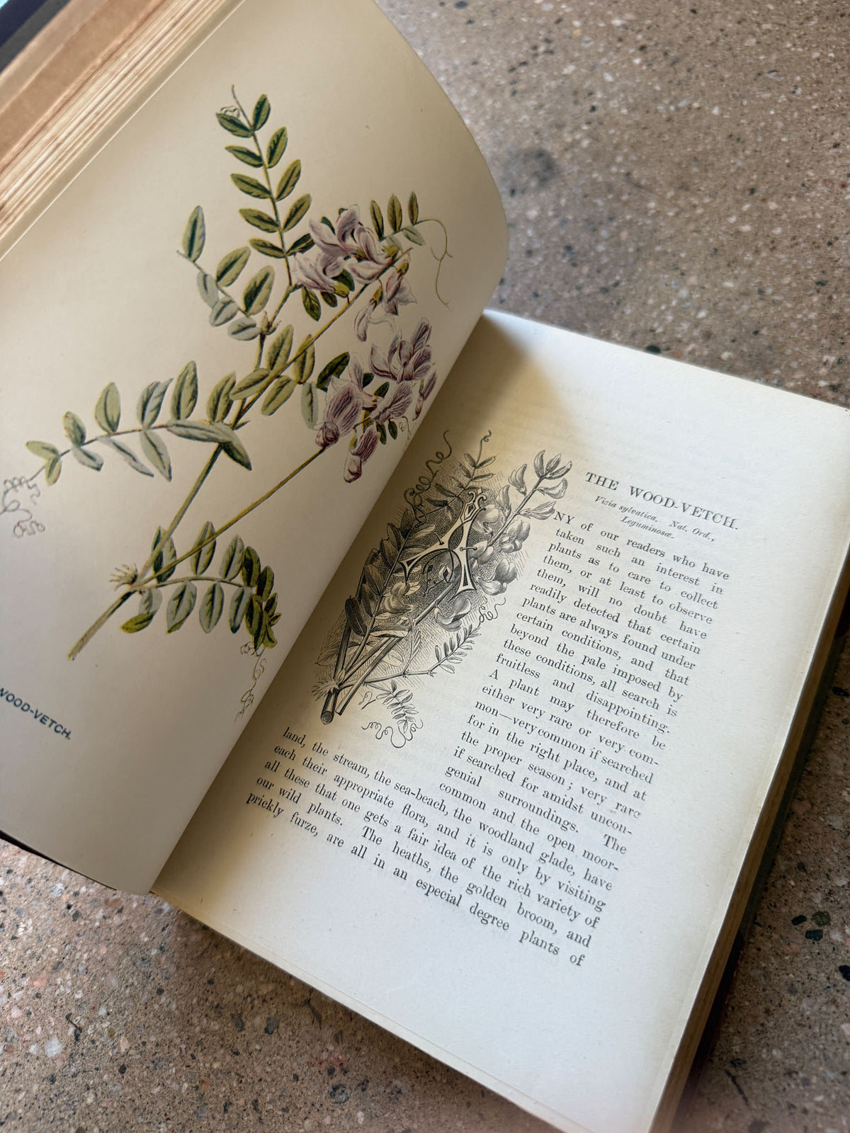 Familiar Wild Flowers by F. Edward Hulme