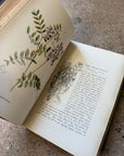 Familiar Wild Flowers by F. Edward Hulme
