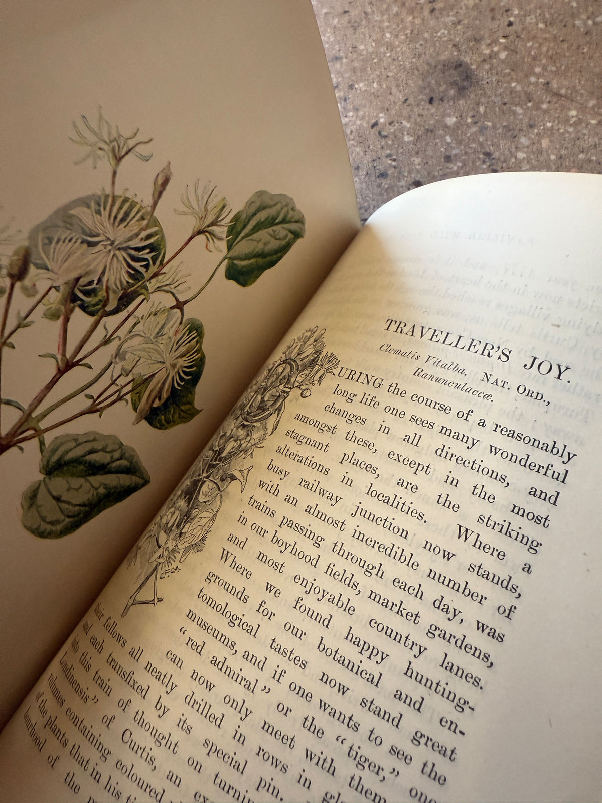 Familiar Wild Flowers by F. Edward Hulme