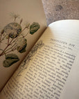 Familiar Wild Flowers by F. Edward Hulme
